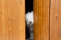 Curious and shy dog hiding behind the wood door Royalty Free Stock Photo