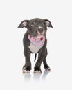 curious small american bully puppy with pink bandana looking up in a timid way