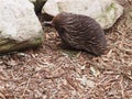 Curious Small-Beaked Echidna Prying for Food.