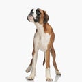 curious small boxer dog with big eyes looking up and standing Royalty Free Stock Photo