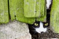 Curious small cat with green eyes looking peeping through a crack in a broken cracked wooden door Royalty Free Stock Photo