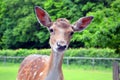 Curious small deer looking at the camera