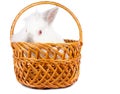 Curious rabbit in a wicker basket Royalty Free Stock Photo