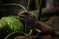 Curious small lizard Royalty Free Stock Photo