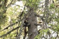 Curious small predator, the European pine marten, Martes martes Royalty Free Stock Photo