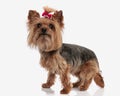 curious small yorkshire terrier puppy with red bow looking up and standing Royalty Free Stock Photo