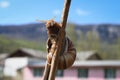 Curious snail crawling up the stick Royalty Free Stock Photo
