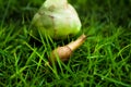 Curious snail and fruit scene Royalty Free Stock Photo