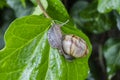 Curious snail in the garden