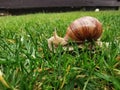 Curious snail on grass