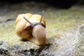 The Curious Snail.