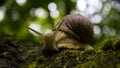 Curious snail portrait Royalty Free Stock Photo