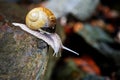 Curious snail on stone