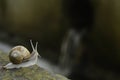 Curious snail near the waterfal