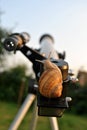 Curious snail on the telescope Royalty Free Stock Photo