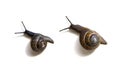 Grape garden snails Helix pomatia slug isolated on white background close-up, top view Royalty Free Stock Photo