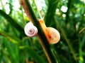 Curious snaisl in the garden on a stem