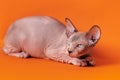 Curious Sphinx bicolor kitten lying down on orange background and looking away interestedly Royalty Free Stock Photo