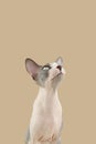 Curious sphynx cat begging food looking up. Isolated on beige background