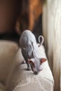 Curious Sphynx Cat Exploring a Cozy Couch in Soft Light Royalty Free Stock Photo