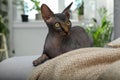 Curious sphynx cat on sofa at home Royalty Free Stock Photo