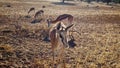 Curious springbok approaching the camera