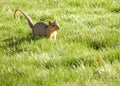 Curious Squirrel Royalty Free Stock Photo