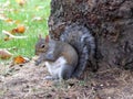 Curious squirrel. Animals. Knowledge of nature. Through the eyes of nature