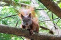 Curious squirrel in a Berlin park