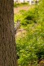 Curious squirrel climbing a tree looking to camera Royalty Free Stock Photo