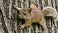 Curious squirrel climbing tree with textured bark in forest Royalty Free Stock Photo