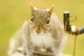 Curious Squirrel Closeup Royalty Free Stock Photo