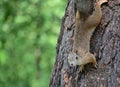 A curious squirrel descends headfirst down a tree trunk and looks towards the camera