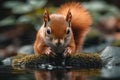 Curious squirrel drinking water from a river Royalty Free Stock Photo