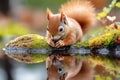 Curious squirrel drinking water from a river Royalty Free Stock Photo