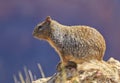 Curious squirrel at Grand Canyon Royalty Free Stock Photo