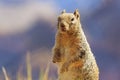 Curious squirrel at Grand Canyon Royalty Free Stock Photo