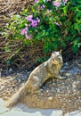 Squirrel park flowers