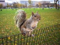 Curious squirrel hanging on park fence Royalty Free Stock Photo