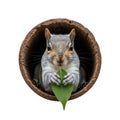 Curious squirrel holding a leaf inside a hollowed-out coconut shell Royalty Free Stock Photo