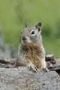 Curious Squirrel Royalty Free Stock Photo