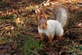 Curious squirrel looking at the camera Royalty Free Stock Photo