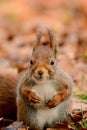 Curious squirrel Royalty Free Stock Photo