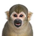 Curious squirrel monkey with expressive face and open mouth in close-up portrait Royalty Free Stock Photo