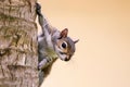 Curious squirrel peeking from behind a tree trunk with a blurred background. West Palm Beach Royalty Free Stock Photo