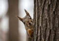 Curious Squirrel Peeking from Behind a Tree Trunk in Soft Light Royalty Free Stock Photo