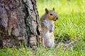 Curious Squirrel Behind Tree in Rathdrum, Idaho Royalty Free Stock Photo