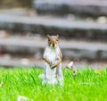 a squirrel standing up in a grassy area on top of stairs