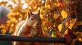 Adorable Red Squirrel on Autumn Fence in Golden Sunlight Royalty Free Stock Photo