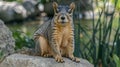 Adorable Eastern Fox Squirrel Posing on Rock Royalty Free Stock Photo